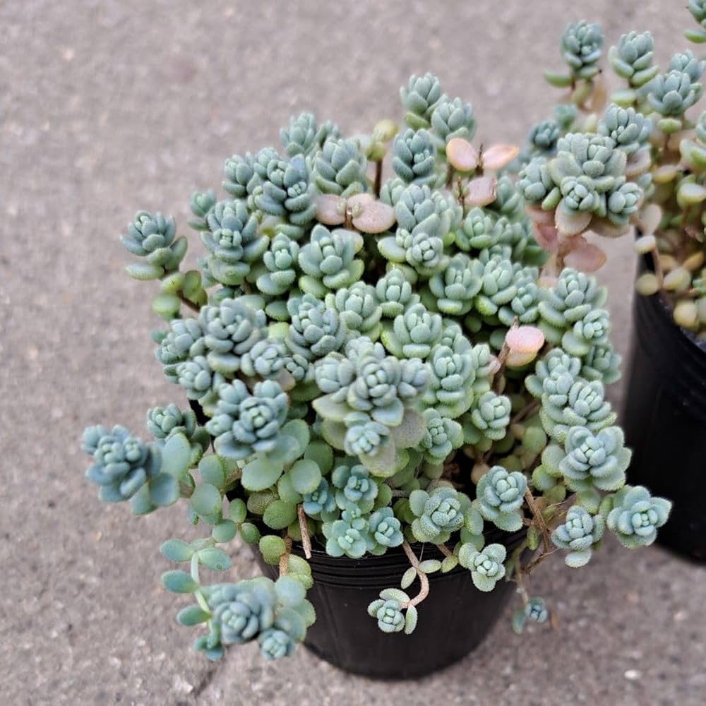 多肉植物　星美人　抜き苗 多肉植物 星美人 抜き苗 観葉植物